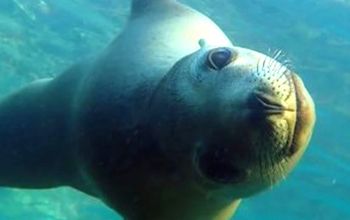 Discover Baja California's Sea of Cortez with UnCruise Adventures