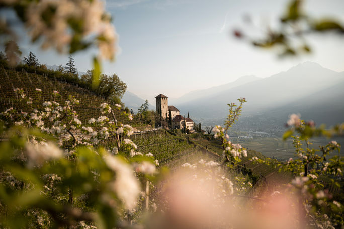 Dolce Vita Hotels, apple blossoms, south tyrol, italy, flower tourism, spring tourism