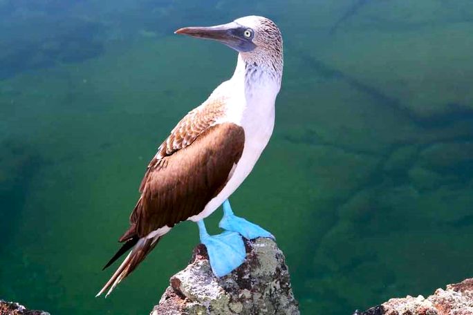 Blue-Footed Booby off Danzante Island Blue-Footed Booby off Danzante Island
