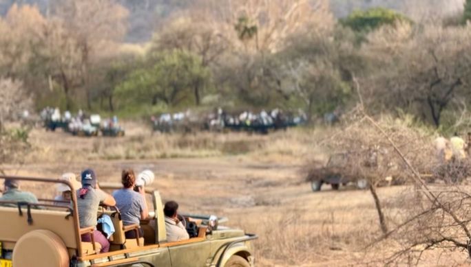 Visitors to Ranthambore National Park spot Bengal tigers at the famous conservation grounds. 