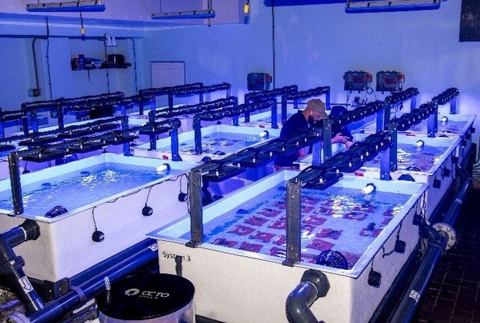 The Bahamas Coral Gene Bank at Atlantis Paradise Island.