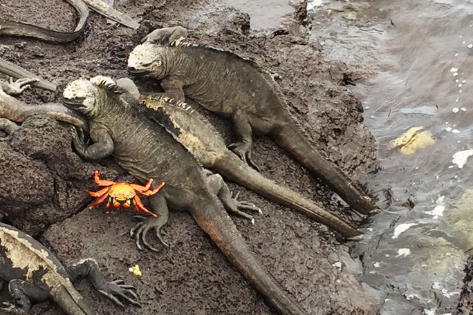 Marine Iguanas on Fernandina, Galapagos