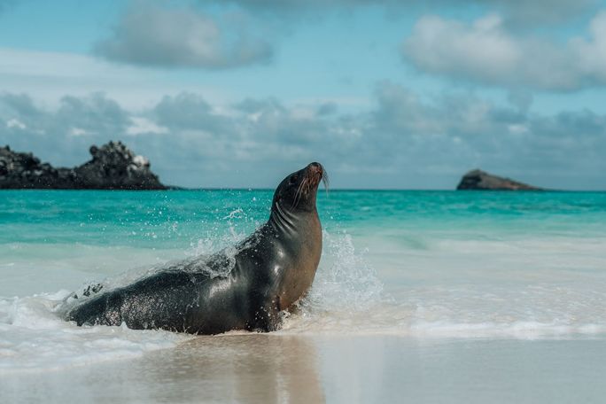 Galpagos sea lions are adorable marine mammals that live in the Galpagos Islands Galpagos sea lions are adorable marine mammals that live in the Galpagos Islands