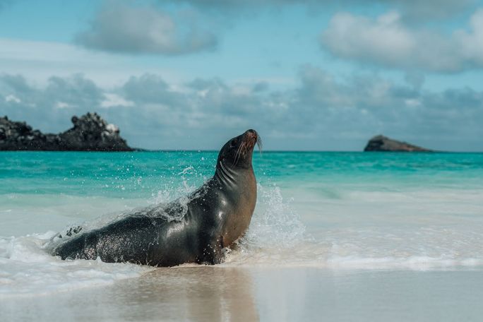 Galápagos sea lions are adorable marine mammals that live in the Galápagos Islands