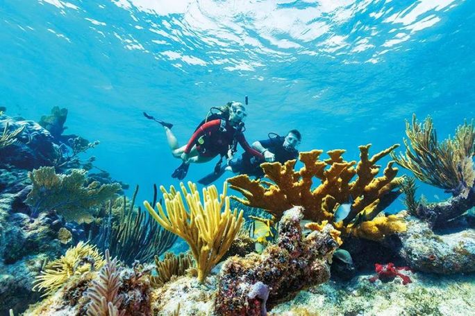 Couple scuba diving in a reef in Florida Keys and Key West Couple scuba diving in a reef in Florida Keys and Key West