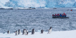 Guests view Gentoo penguins from a zodiac.