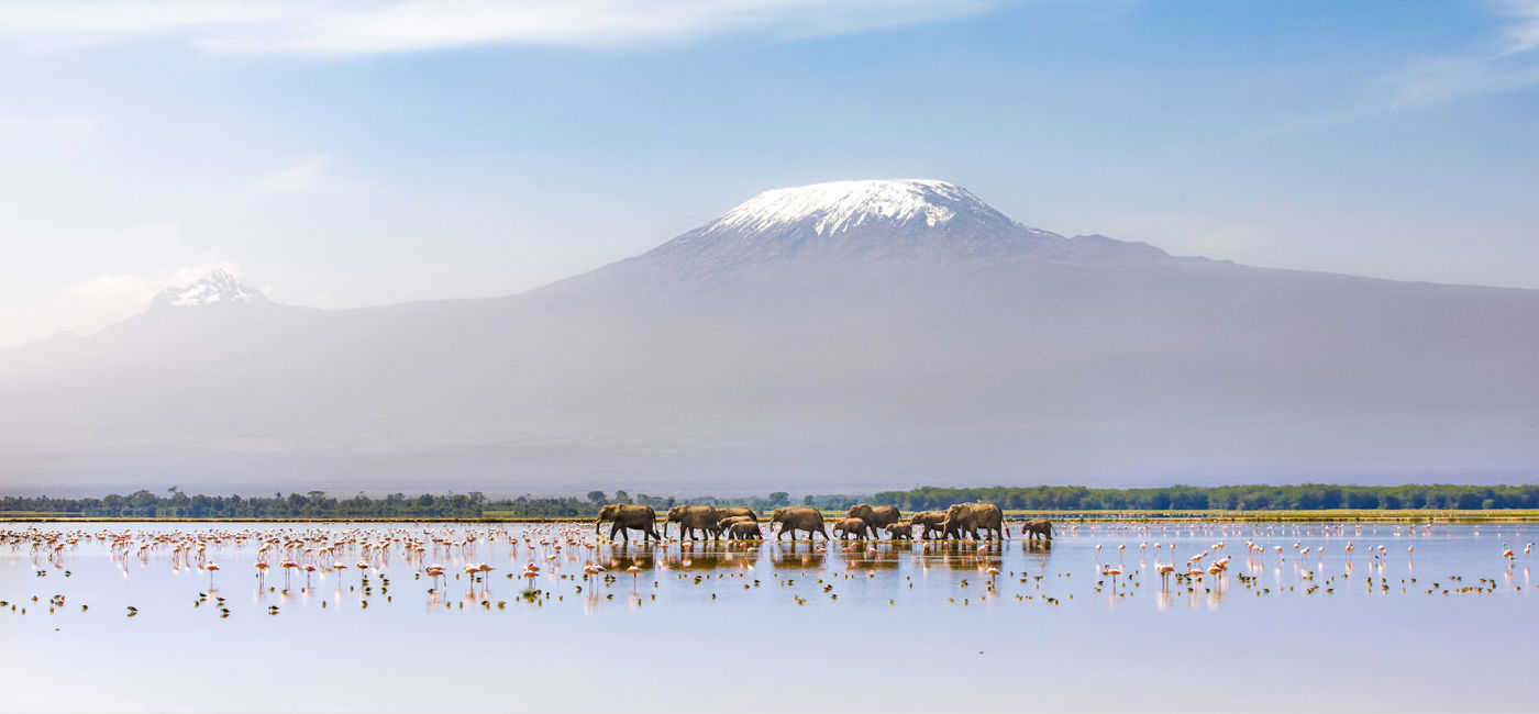 Image: Des éléphants marchent sous le mont Kilimandjaro, dans le parc national d'Amboseli, au Kenya (Photo Credit: Gunter / Adobe Stock)