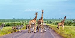 13-day Cape, Kruger & Victoria Falls Premium Small Group Tour