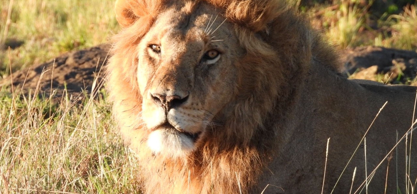 Image: Male lion rests inside Mara Naboisho Conservancy, Kenya (Photo via Basecamp Explorer)