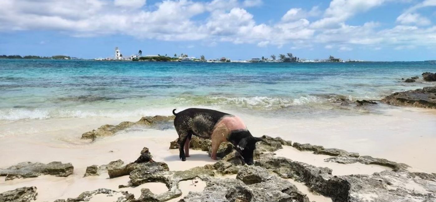 Image: Plage aux cochons, Exuma, Bahamas (Photo Credit: Kim Banocy)