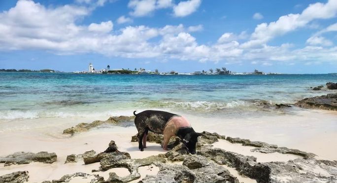 Pig Beach in Exuma, Bahamas