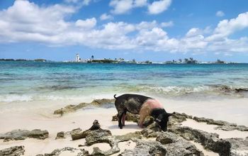 Pig Beach in Exuma, Bahamas
