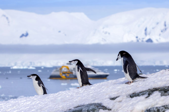 Ultramarine and wildlife