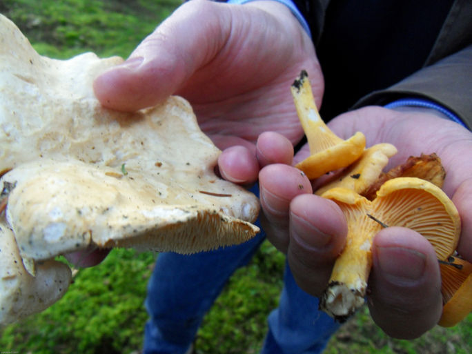 Chantrelles can be found in the woods in Southern half of Sweden. On good years they can be found in abundance and a lot of swedes love to go out in the woods in search of this mushroom.