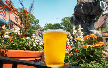 Free beer at Busch Gardens Williamsburg.