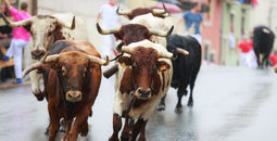 Running with the bulls in Spain
