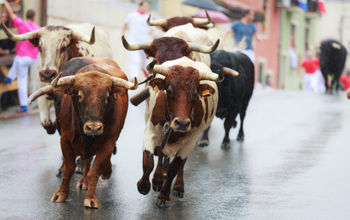 Running with the bulls in Spain