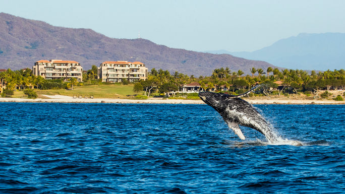 Whale in the Bay of Banderas, Nayarit