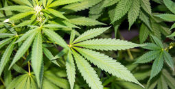 Flying with marijuana. 