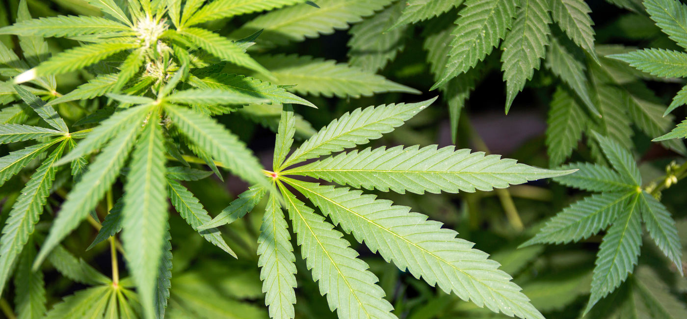 Image: Flying with marijuana.  (Photo Credit: coachwood / Adobe Stock)