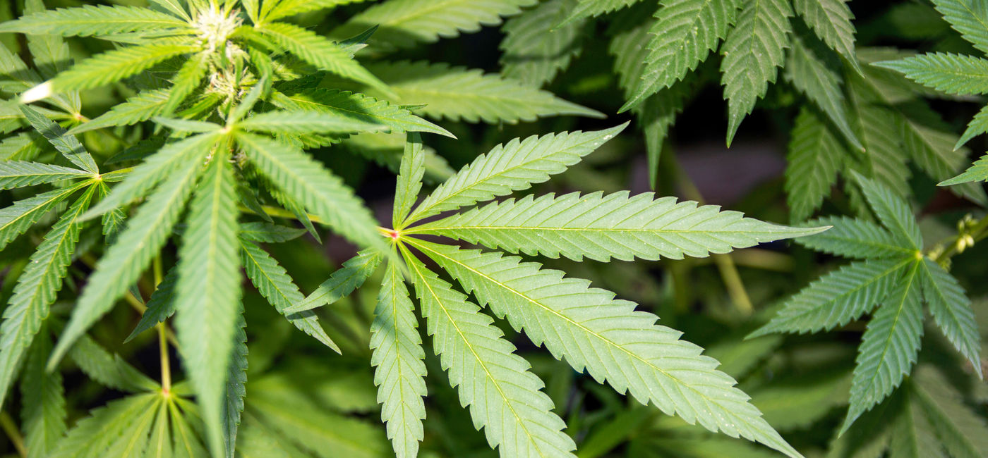 Image: Flying with marijuana. (Photo Credit: coachwood / Adobe Stock)