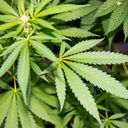 Flying with marijuana.