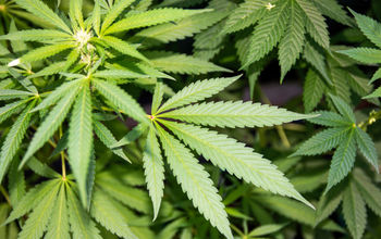 Flying with marijuana.