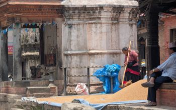 woman threshing in baktapur, nepal