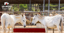 Aruba Tourism Authority, Aruba Donkey Sanctuary, Aruba VTO, Aruba, voluntourism