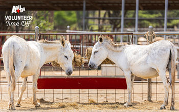 Aruba Tourism Authority, Aruba Donkey Sanctuary, Aruba VTO, Aruba, voluntourism