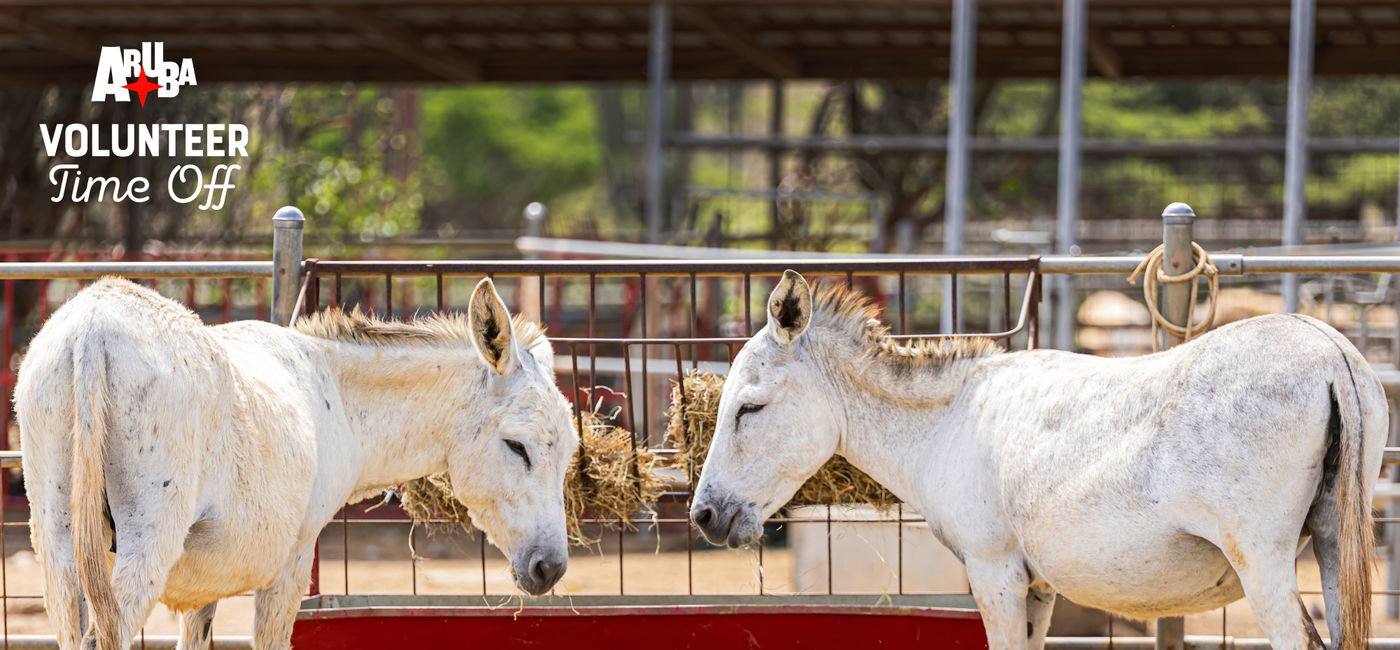 Image: The Aruba Donkey Sanctuary is one of the programs travelers can support with Aruba VTO. (Photo Credit: Aruba Tourism Authority)