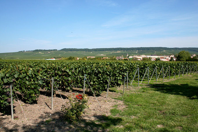 Vineyard in Champagne, France Vineyard in Champagne, France