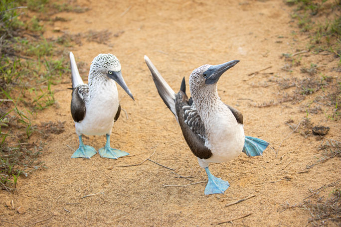 Blue-footed boobies are just one of the iconic species guests can expect to see during an HX expedition cruise in the Galápagos Islands
