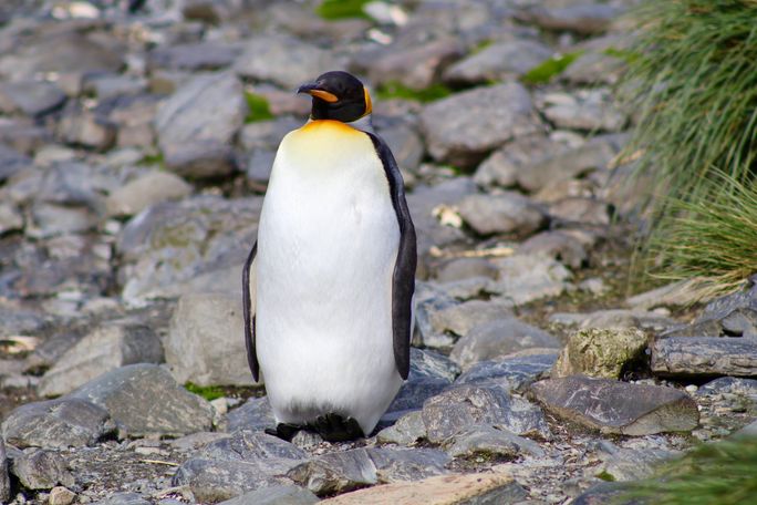 A King penguin in Antarctica. A King penguin in Antarctica.