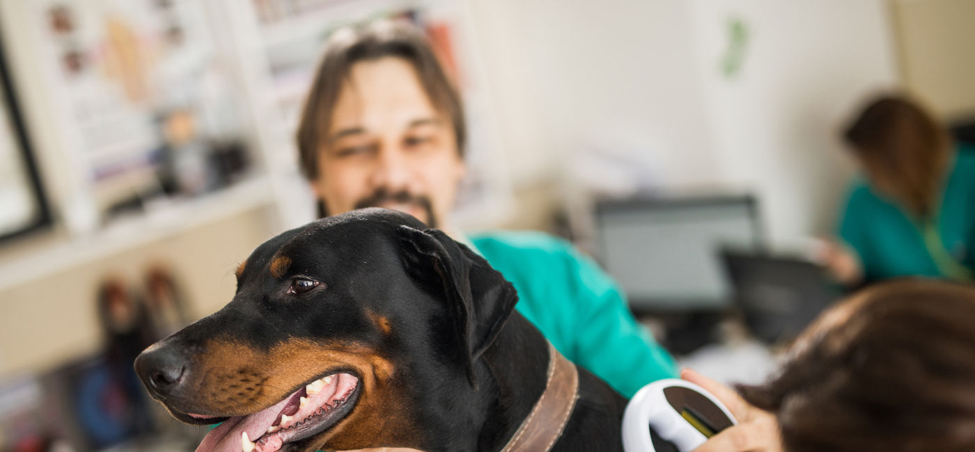 Image: Veterinarian scanning for dog's microchip at an animal hospital. (Photo Credit: iStock/Getty Images E+/skynesher)