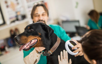 Veterinarian scanning for dog's microchip at an animal hospital.