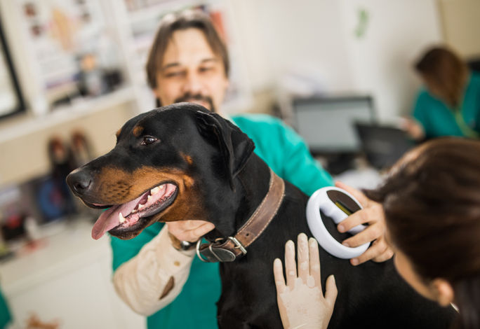 Veterinarian scanning for dog's microchip at an animal hospital. Veterinarian scanning for dog's microchip at an animal hospital.