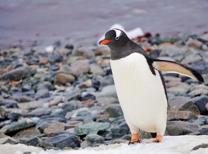 What to Pack for an Antarctica Expedition

Use binoculars to look for distant penguins.