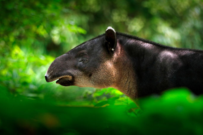 A tapir at La Amistad International Park and Biosphere Reserve. Costa Rica, La Amistad, costa rica destinations, biosphere reserves, wildlife destinations