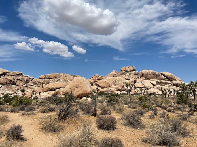 joshua tree national park, california, national park california, joshua tree