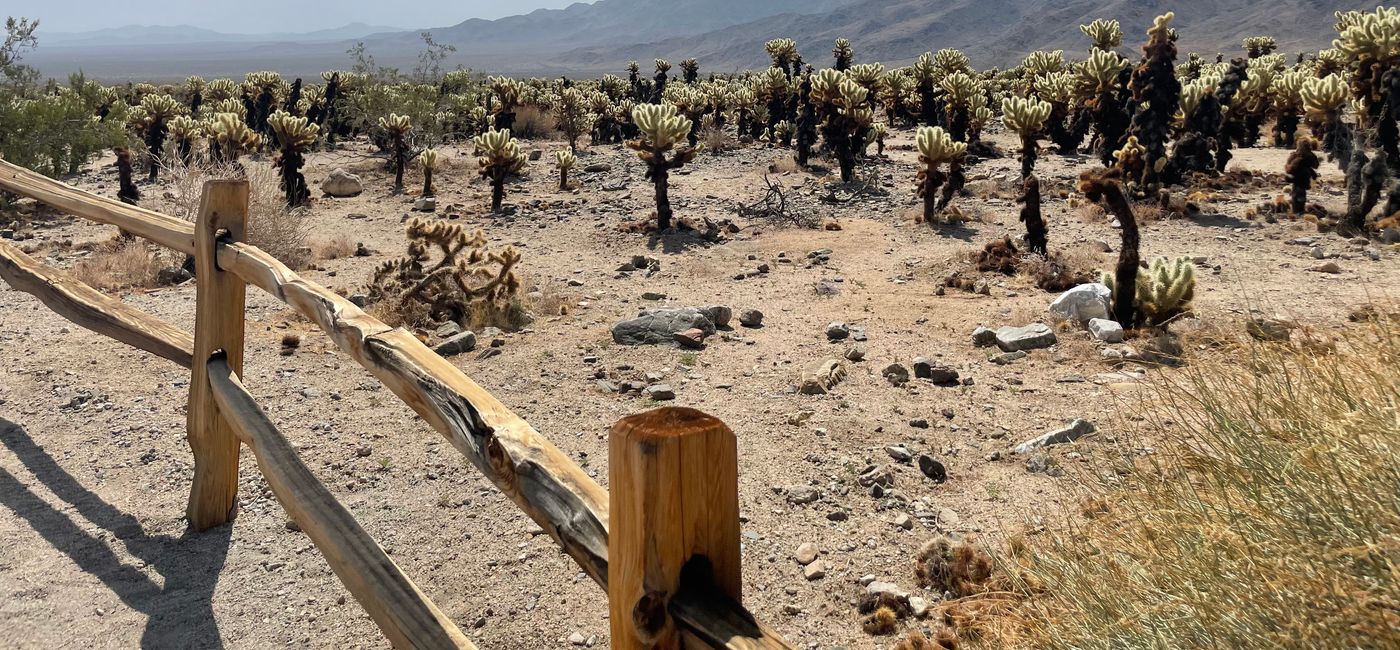Image: Joshua Tree National Park in Southern California. (Photo Credit: Kim Banocy)