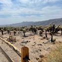 Joshua Tree National Park, Joshua Tree, Joshua Tree California, national park California