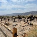 Joshua Tree National Park, Joshua Tree, Joshua Tree California, national park California