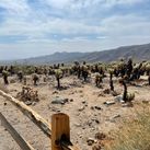 Joshua Tree National Park, Joshua Tree, Joshua Tree California, national park California