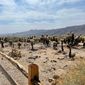 Joshua Tree National Park, Joshua Tree, Joshua Tree California, national park California