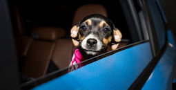 Lyft- Puppy Bowl