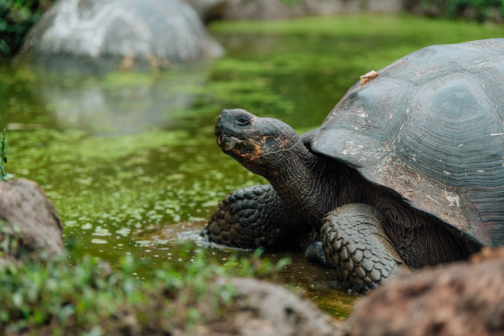 This Gal pagos Islands Expedition - Image Gal%C3%A1pagos Giant Tortoises Are Just One Of Th 