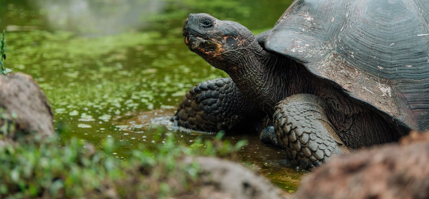 Image: Galápagos giant tortoises are just one of the many iconic creatures that live in the Galápagos Islands (Photo Credit: Andres Mesias/HX)