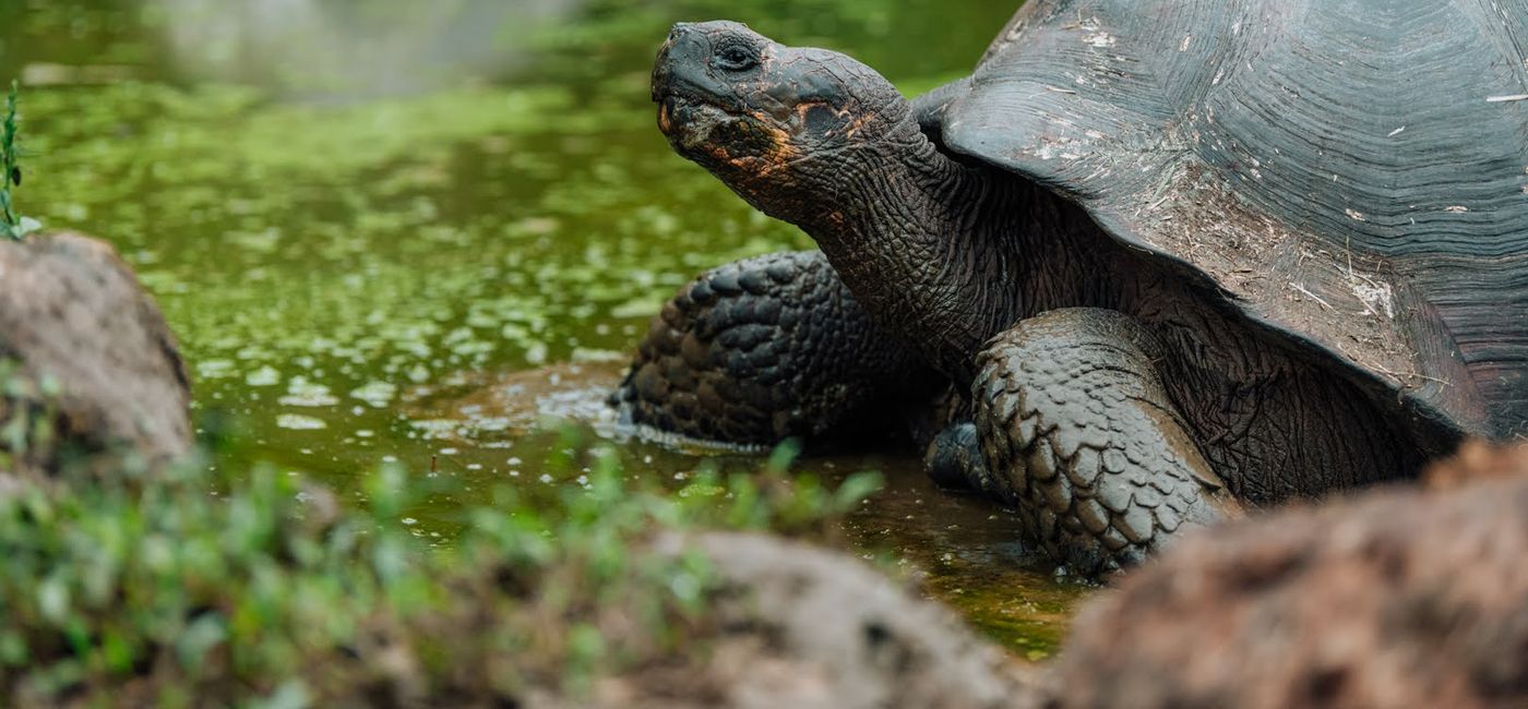 Image: Galápagos giant tortoises are just one of the many iconic creatures that live in the Galápagos Islands (Photo Credit: Andres Mesias/HX)