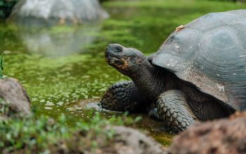 Galpagos giant tortoises are just one of the many iconic creatures that live in the Galpagos Islands